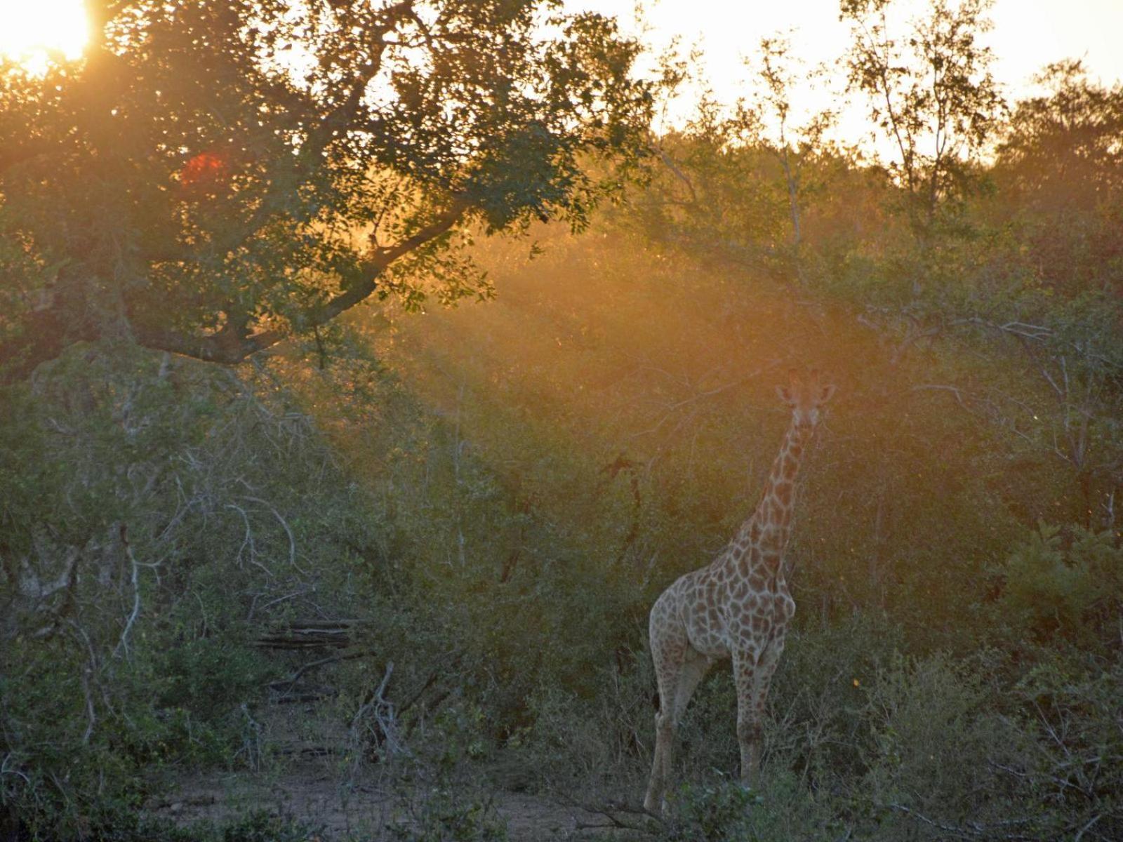 Croc Orvyll'S Kruger Lodge Марлот Парк Екстериор снимка