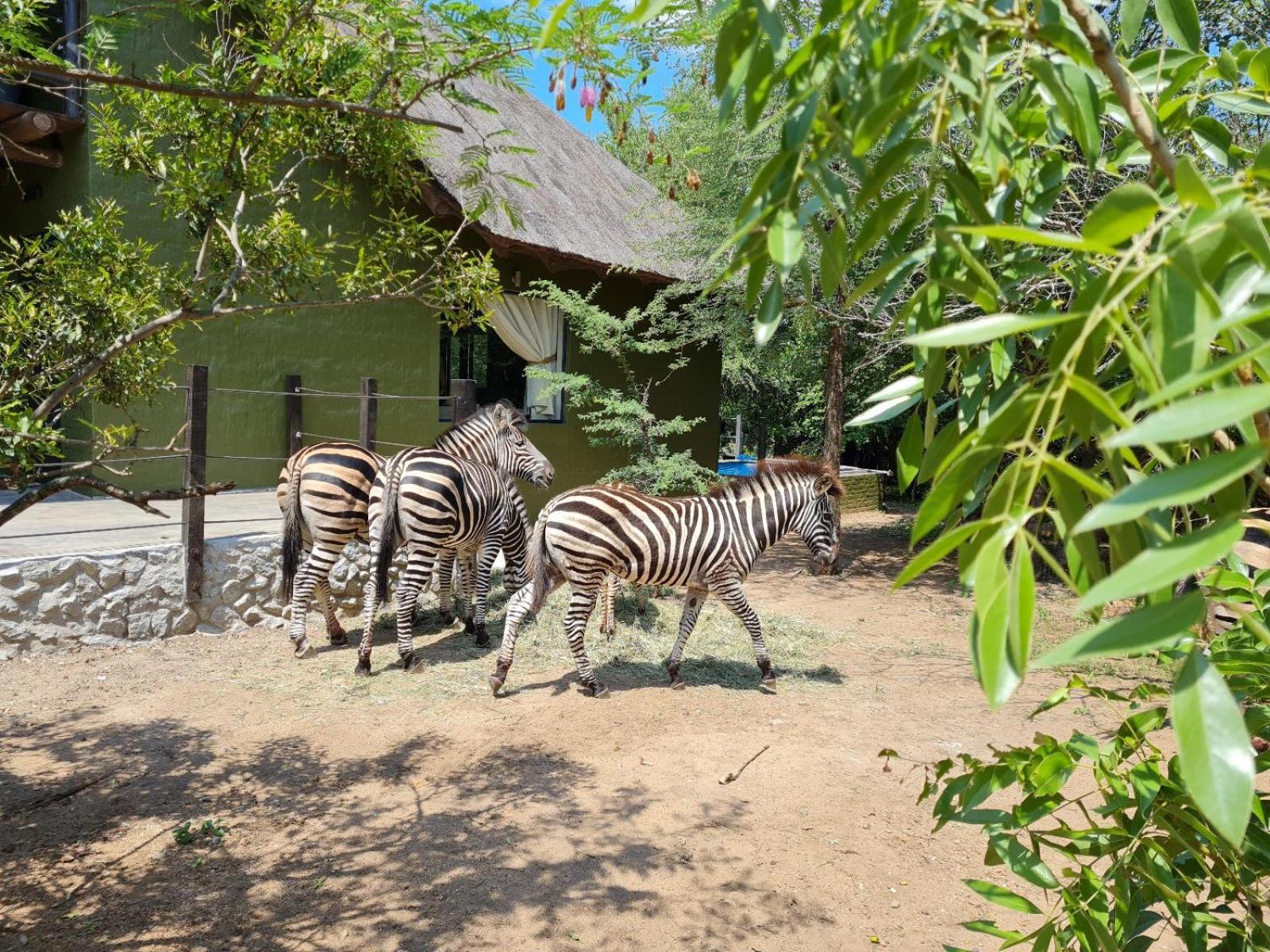 Croc Orvyll'S Kruger Lodge Марлот Парк Екстериор снимка