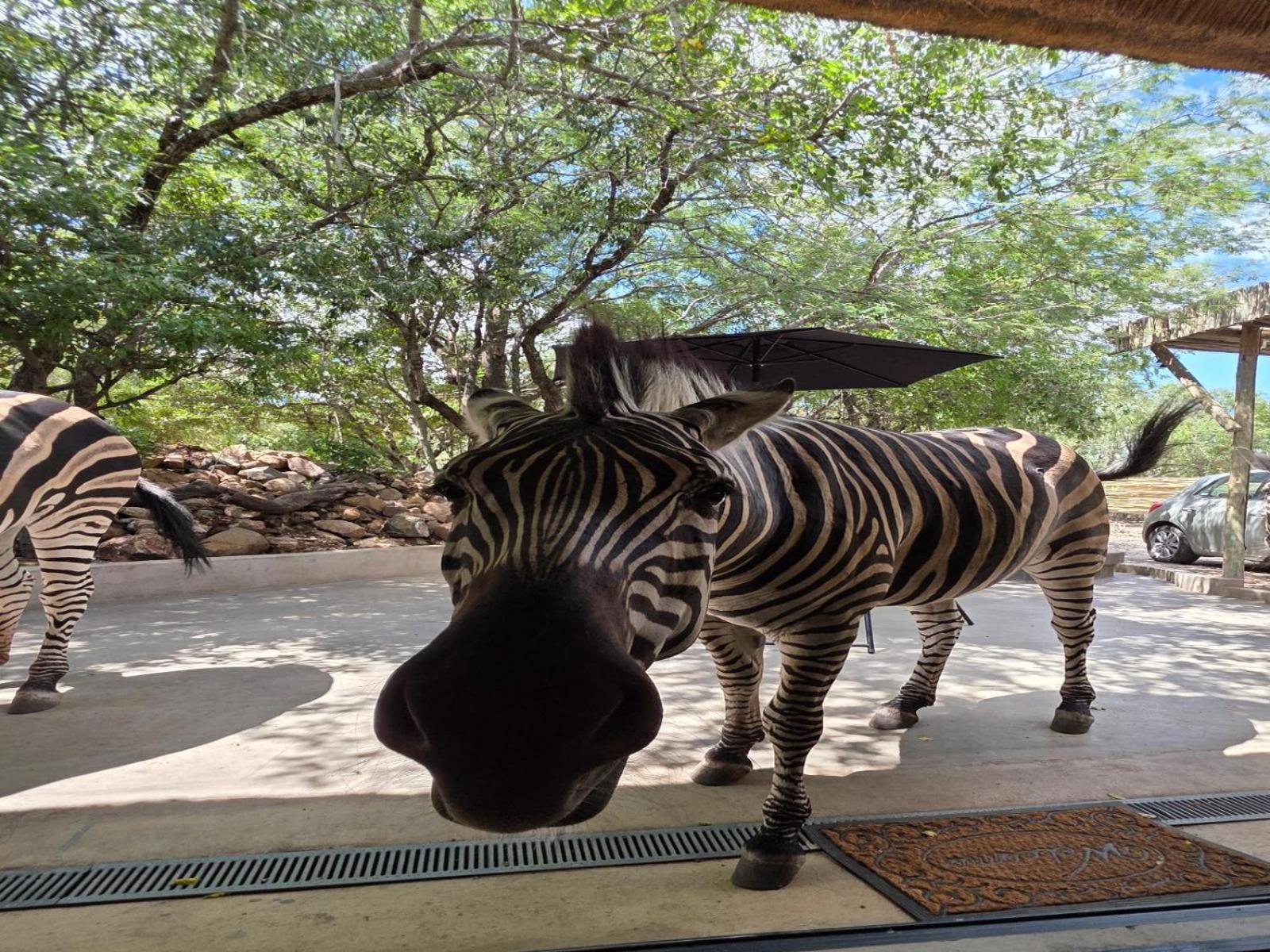 Croc Orvyll'S Kruger Lodge Марлот Парк Екстериор снимка